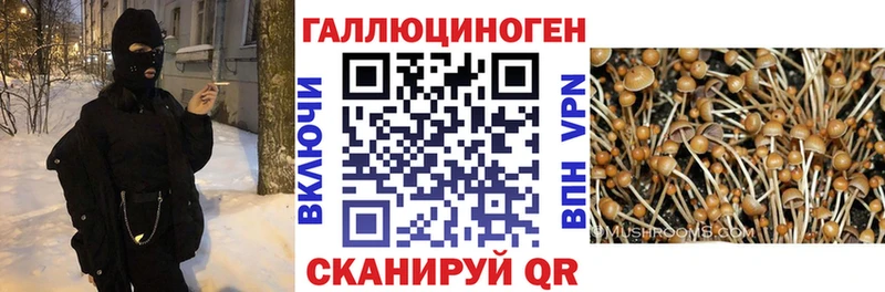 где найти наркотики  Сковородино  Галлюциногенные грибы мицелий 